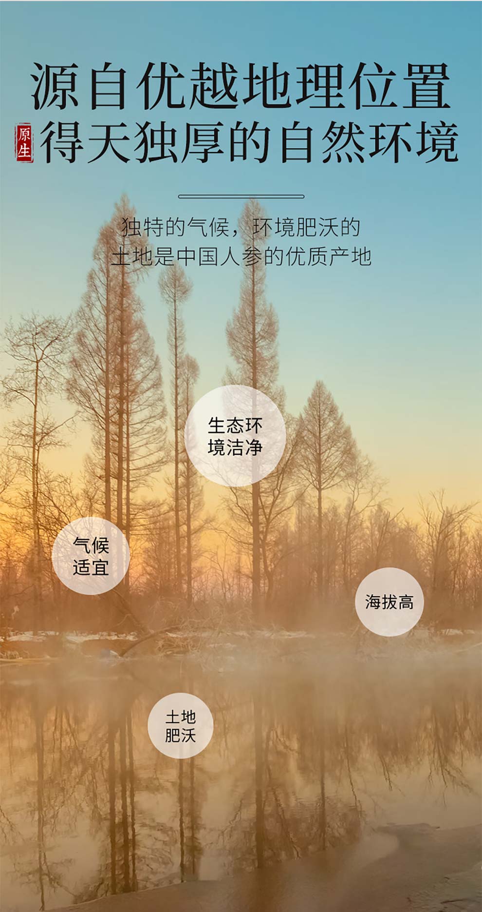 红参_06.jpg