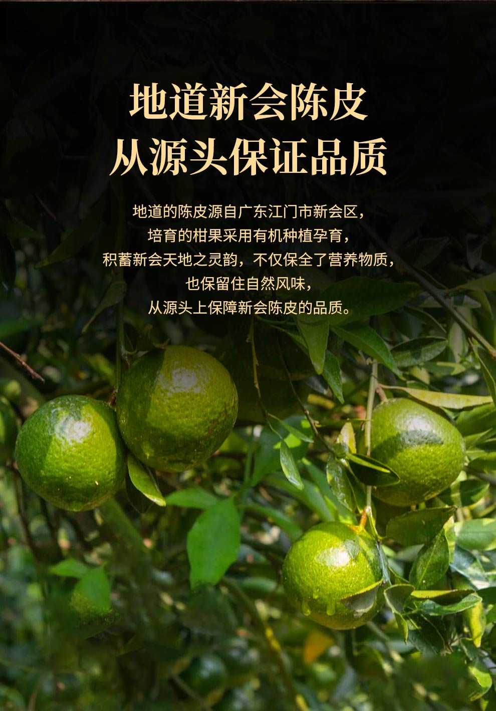 陈皮详情页_03.jpg