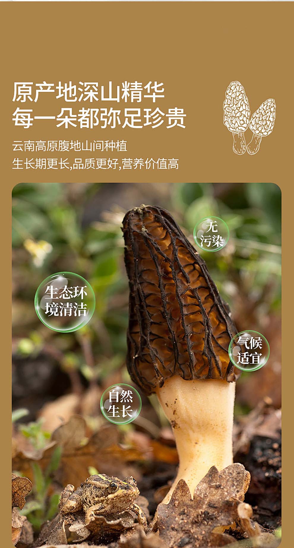 羊肚菌_05.jpg